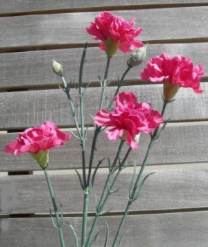 pink-carnations-350-pixels-004_20160409153857