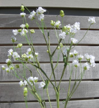 babys-breath-350-pixels-005_20160409153857