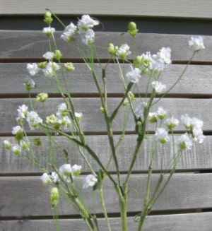 babys-breath-350-pixels-005_20160409153857