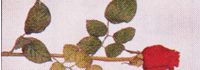 rose_20160409153850